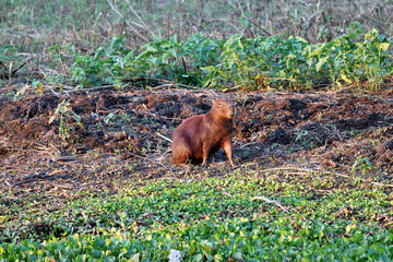 Capybara (Hydrochoerus hydrochaeris) - Pantanal, Mato Grosso, Brazil