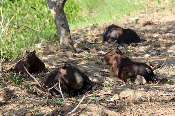 Capybara (Hydrochoerus hydrochaeris) - Pantanal, Mato Grosso, Brazil