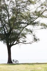 Obraz premium Vintage bicycle parking under Banyan tree near seaside