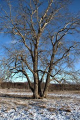 Russia, Yaroslavl region, private hunting grounds, Park of wild animals.