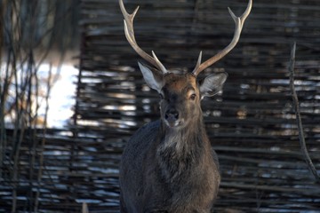 Russia, Yaroslavl region, private hunting grounds, Park of wild animals.