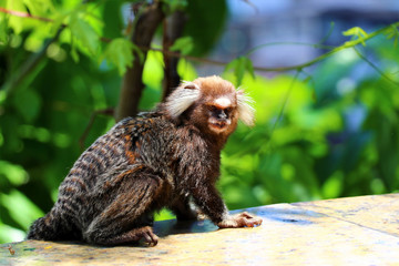 Common Marmoset (Callithrix jacchus) - Salvador da Bahia, Brazil