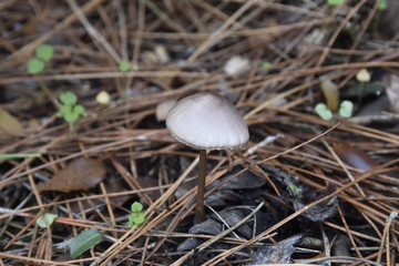 mushroom in forest