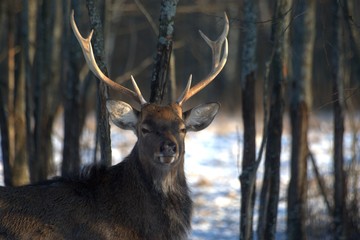 Russia, Yaroslavl region, private hunting grounds, Park of wild animals.