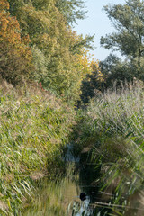 Cours d'eau dans la roselière - Etangs du Romelaëre, réserve naturelle nationale