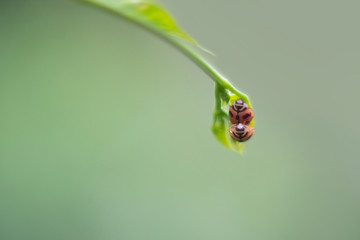 Asian ladybird beetle breeding over green leaf