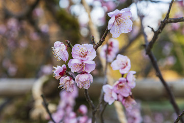 Fototapeta premium 春の訪れ