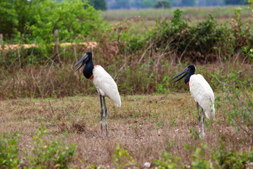 Jabiru (Jabiru mycteria) - Pantanal, Mato Grosso, Brazil