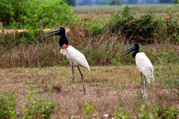 Jabiru (Jabiru mycteria) - Pantanal, Mato Grosso, Brazil