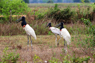 Jabiru (Jabiru mycteria) - Pantanal, Mato Grosso, Brazil