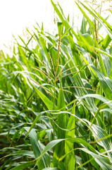 Obraz premium Maize corn green field summer time. Agriculture industrial background