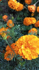 orange flowers in the garden