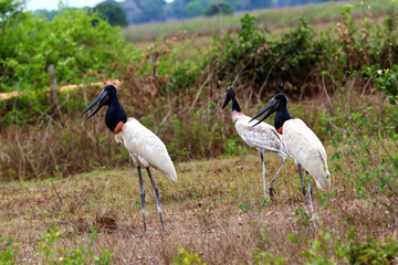 Jabiru (Jabiru mycteria) - Pantanal, Mato Grosso, Brazil