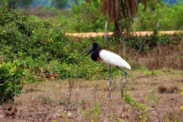 Jabiru (Jabiru mycteria) - Pantanal, Mato Grosso, Brazil