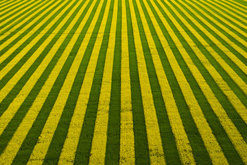 Yellow-green field with blooming rapeseed. Field top view background
