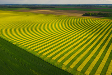 Fields in which yellow stripes rapeseed grown. View from above