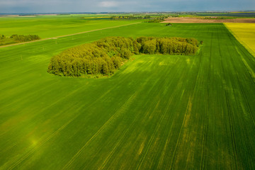 A small forest among rapeseed sown agricultural fields. View from the drone