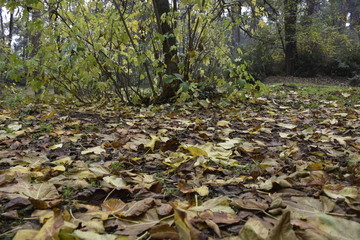 autumn leaves in the forest