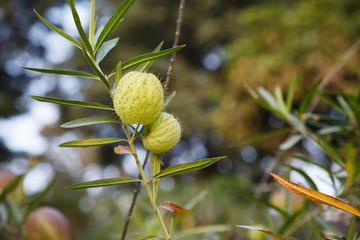 A plant with a prickly fetus.