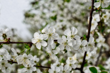 Obraz premium Flowering sprig of cherry with blooming snow-white flowers and green leaves