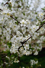 Lush flowering of a cherry young tree in spring in the early morning