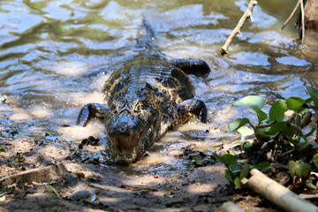 Yacare Caiman (Caiman Yacare) - Pantanal, Mato Grosso, Brazil