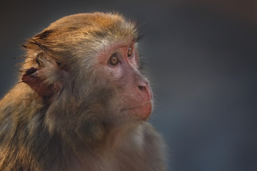 A monkey with a bitten ear and a thoughtful look