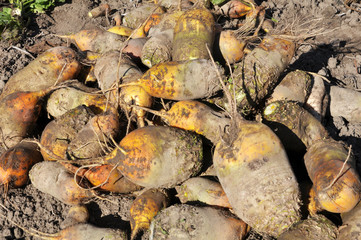 In the field on the pile are fodder beets