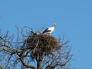 (Ciconia ciconia) Couple de cigognes blanches posées sur un nid au sommet d'un arbre