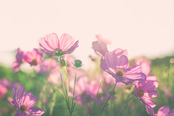 Naklejka na ściany i meble Beautiful pink cosmos flower blooming in the field with sunrise.