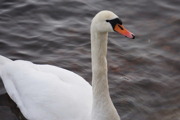 Fototapeta premium swan on the lake