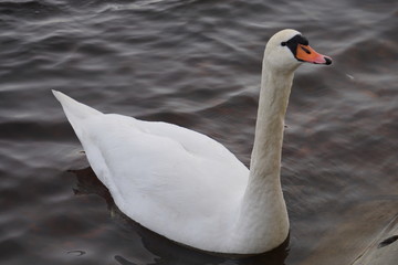 Obraz premium swan on the lake