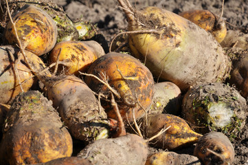 In the field on the pile are fodder beets