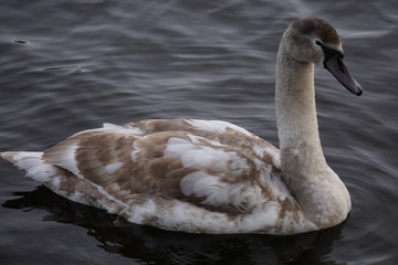 swan on the lake