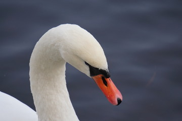 Fototapeta premium portrait of a swan