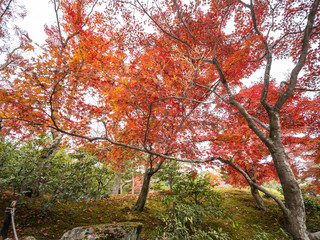 Fototapeta premium Beautiful autumn leaves in Japan