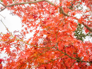 Beautiful autumn leaves in Japan