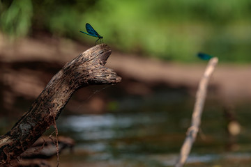  dragonfly on a tree
