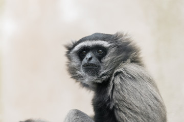 Fototapeta premium Monkey grey portrait in Mallorca safari zoo, Spain