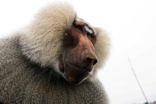 Huge baboon sitting on a car window in Mallorca safari zoo, Spain