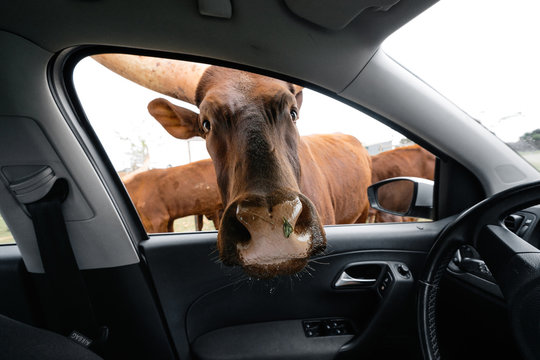 Goat head with horns looking inside car window in Mallorca safari zoo, Spain