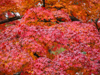Beautiful autumn leaves in Japan