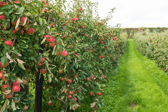 4 690 Best Pommier Images Stock Photos Vectors Adobe Stock