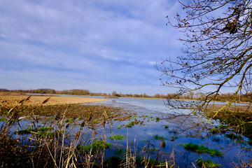 ETANG HIVER DOMBES  01 FRANCE