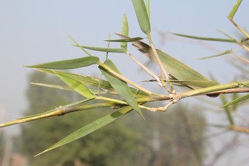 green grasshopper on a branch