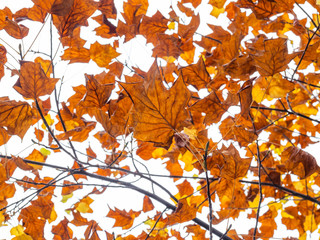Beautiful autumn leaves in Japan