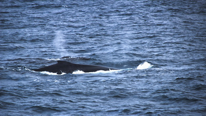 Wal aus Wasser ragend - Rückenflosse