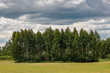 landscape with trees and blue sky