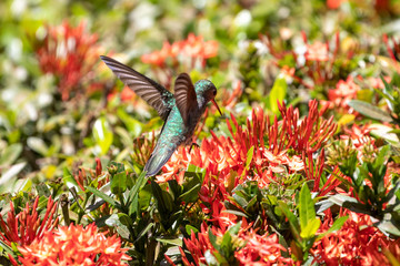 Ein Smaragdkolibri fliegt über rote Blüten in der Seitenansicht