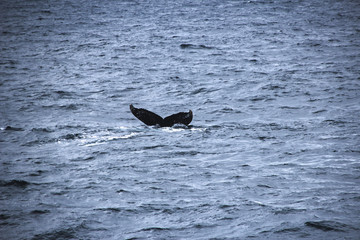 Fototapeta premium Wal in der Antarktis - Flosse aus Wasser ragend